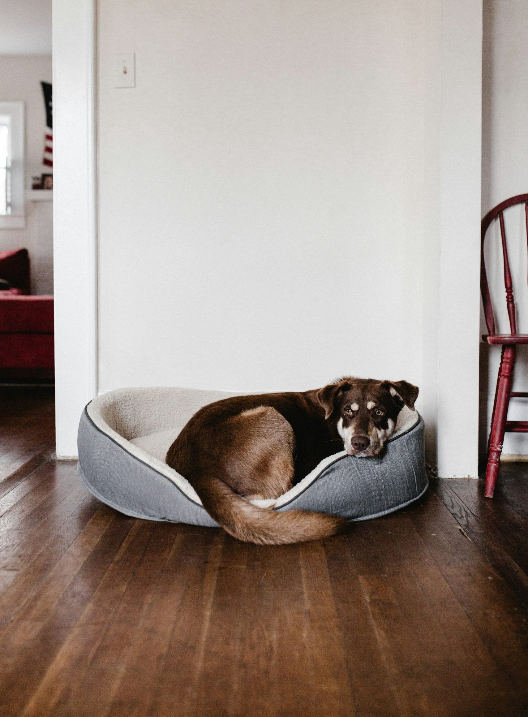 anxiété de séparation chien