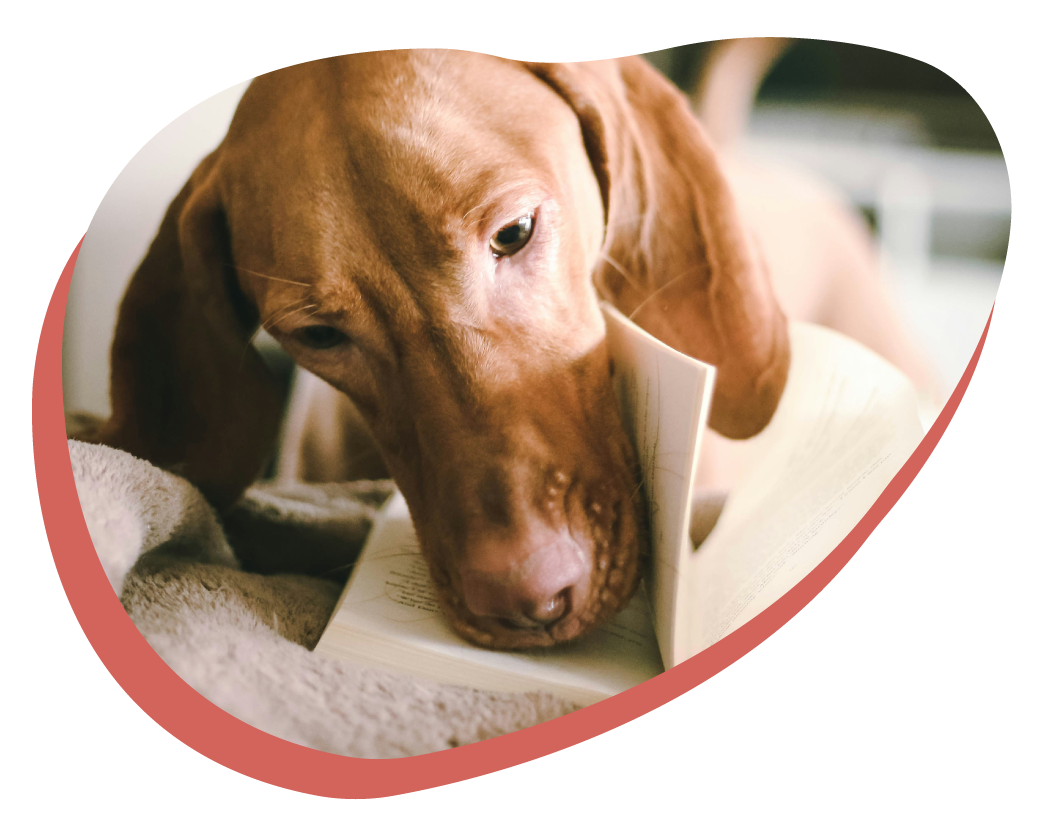 cours en ligne chien