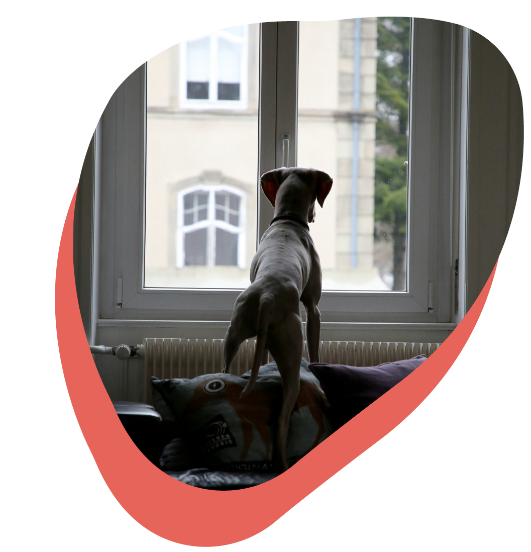 anxiété de séparation chien