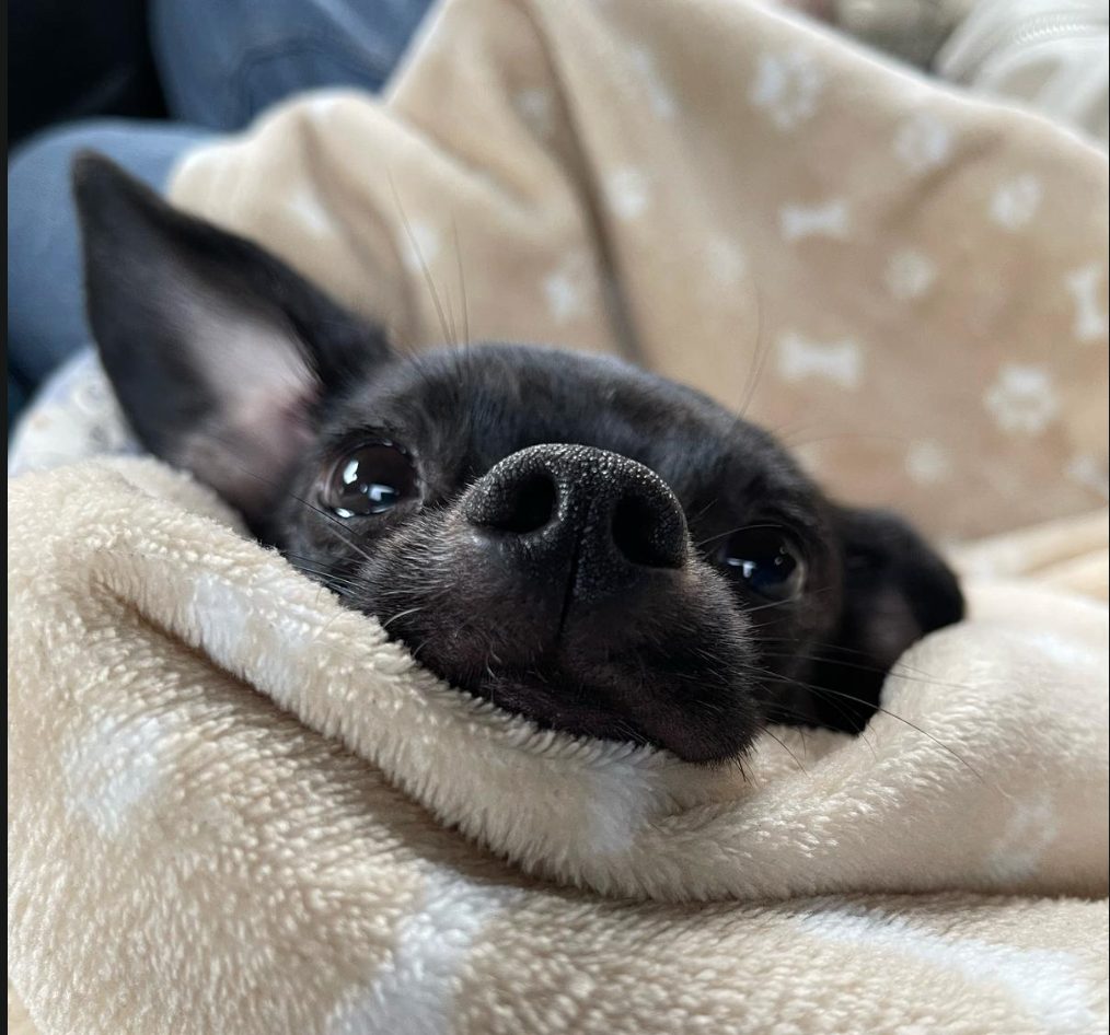 Justine, Logane et Buddy