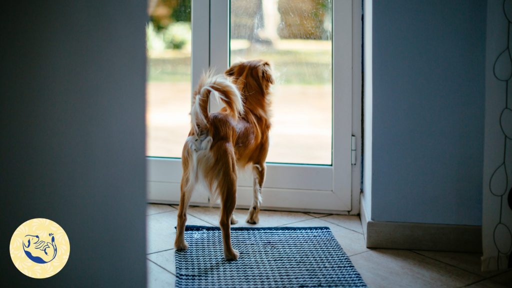 Article sur l'anxiété de séparation chez le chien : laisser pleurer son chien, la fausse bonne idée
