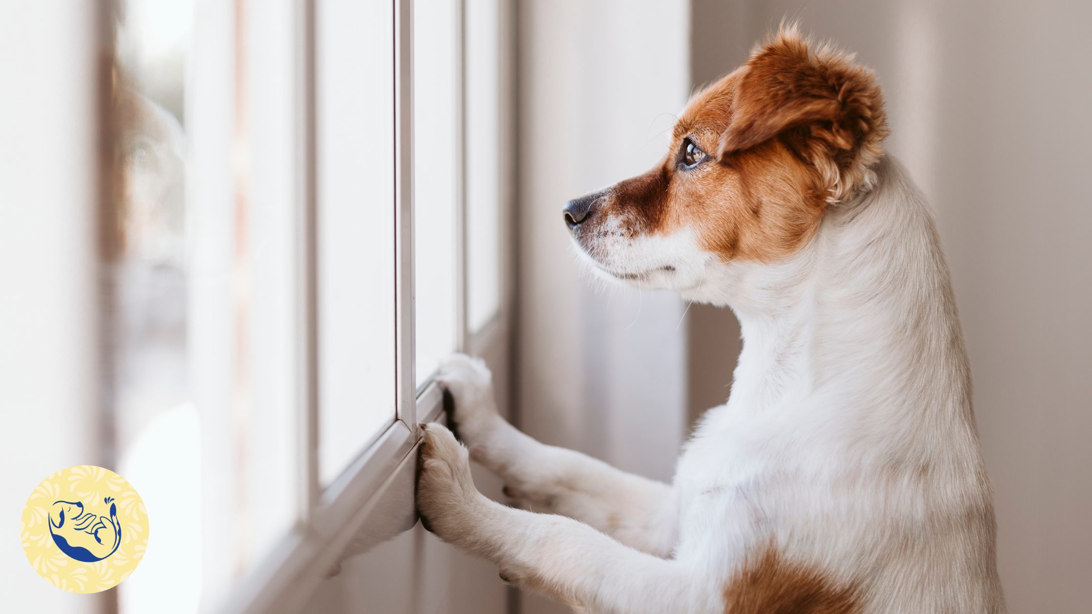 Article sur l'anxiété de séparation chez le chien : comprendre et reconnaitre