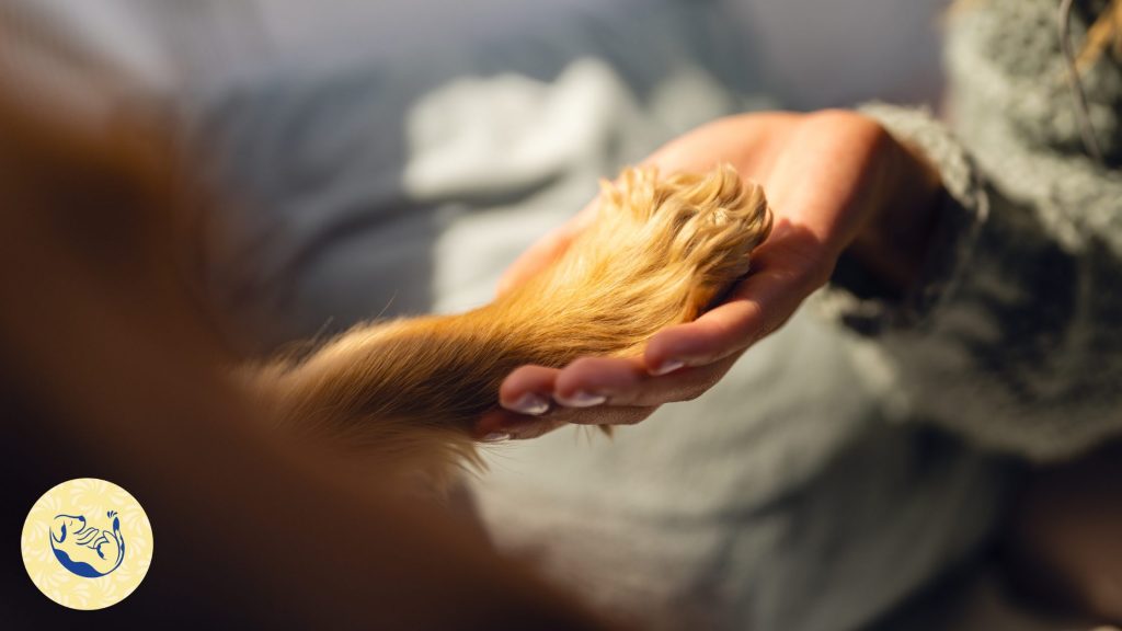 Article sur l'anxiété de séparation chez le chien : hyper-attachement