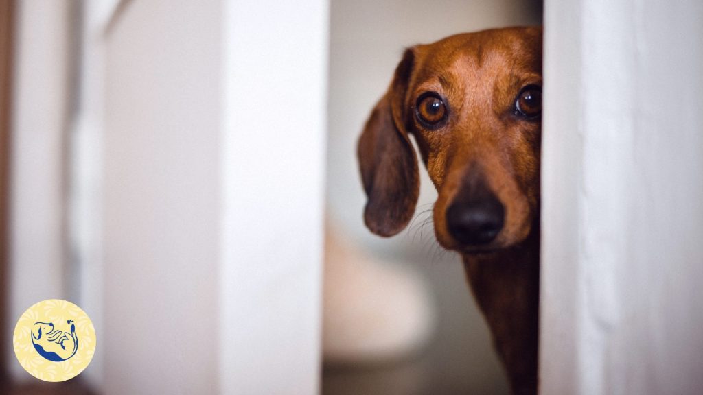 Article sur l'anxiété de séparation chez le chien : l'importance d'avoir une équipe de professionnel formé