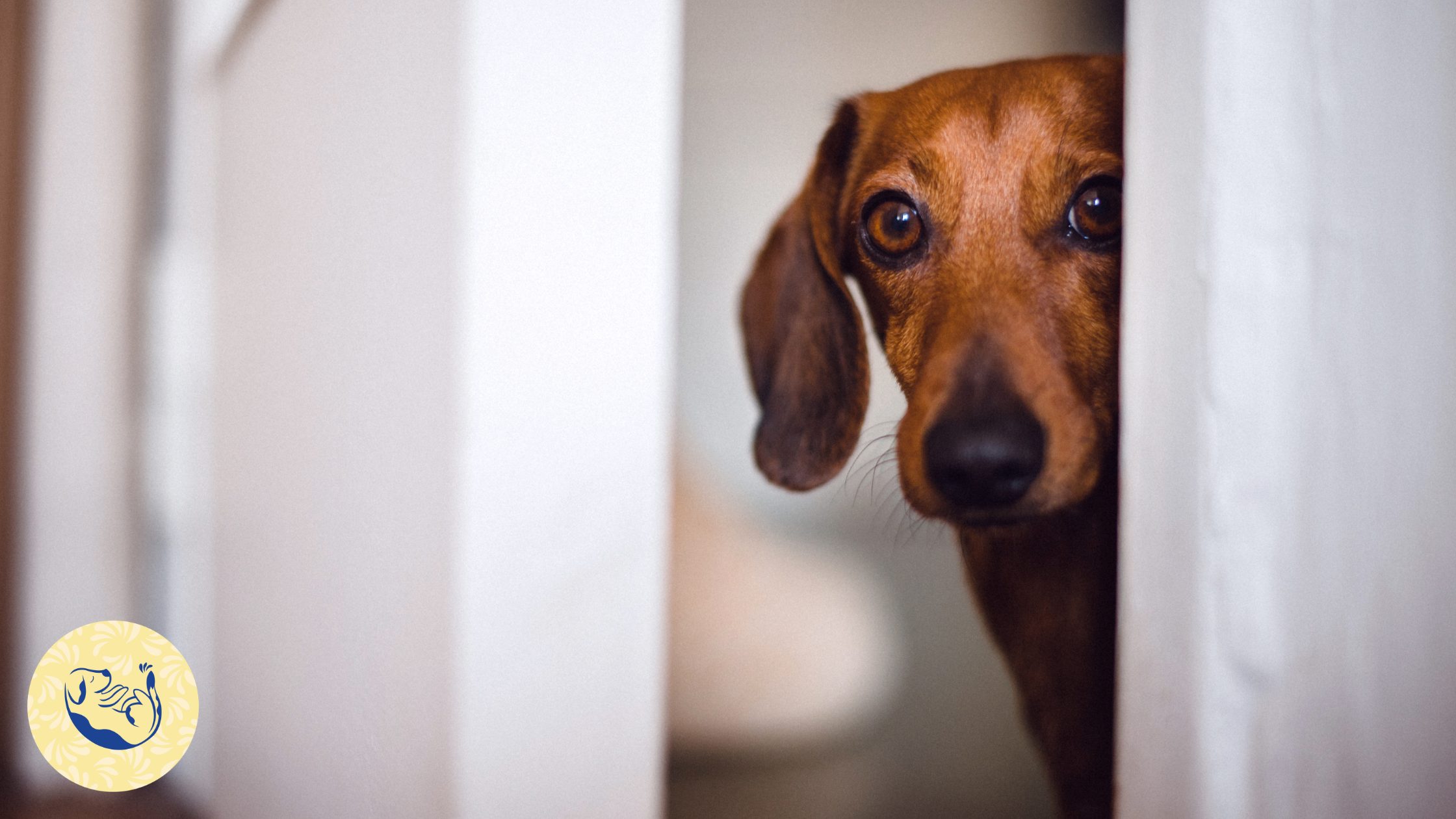 Article sur l'anxiété de séparation chez le chien : l'importance d'avoir une équipe de professionnel formé