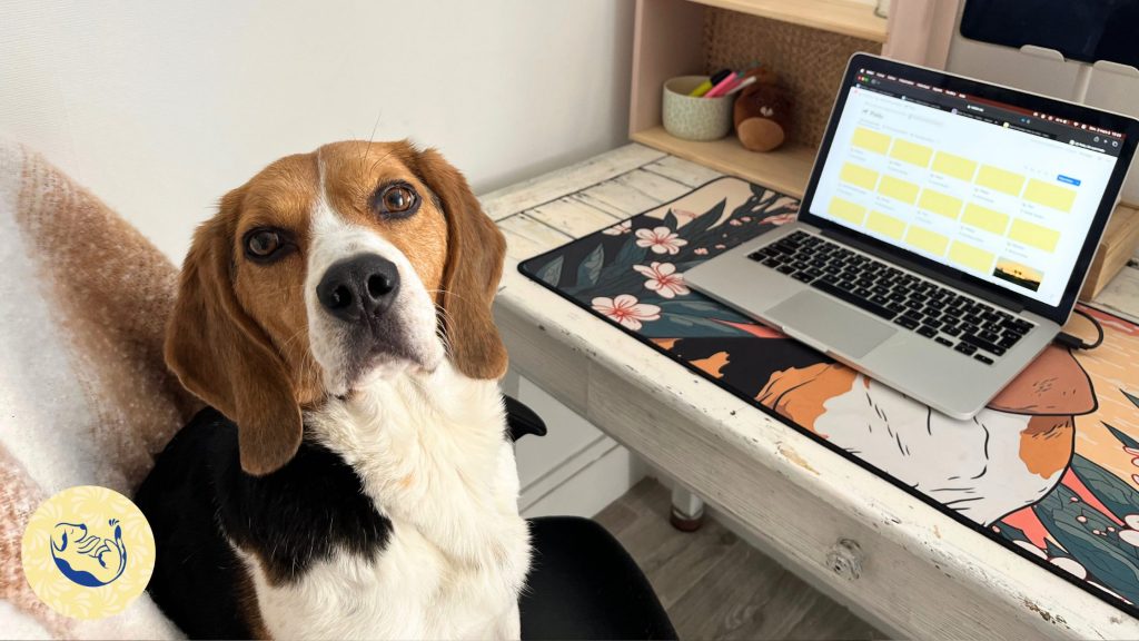 Article sur l'anxiété de séparation chez le chien : comment se déroule les accompagnements ?