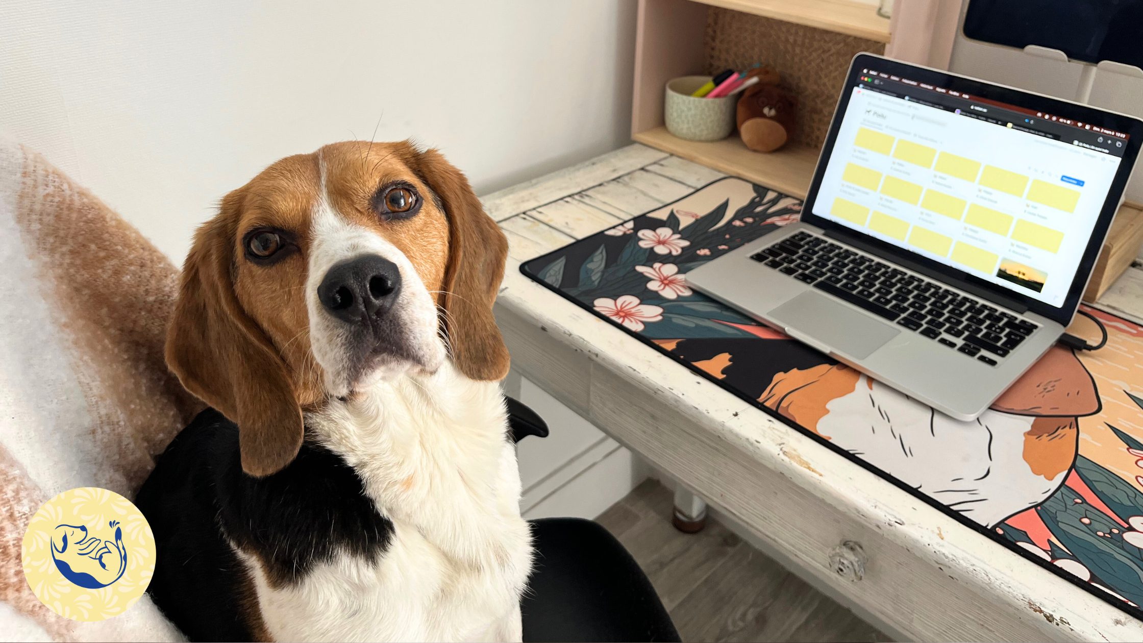 Article sur l'anxiété de séparation chez le chien : comment se déroule les accompagnements ?