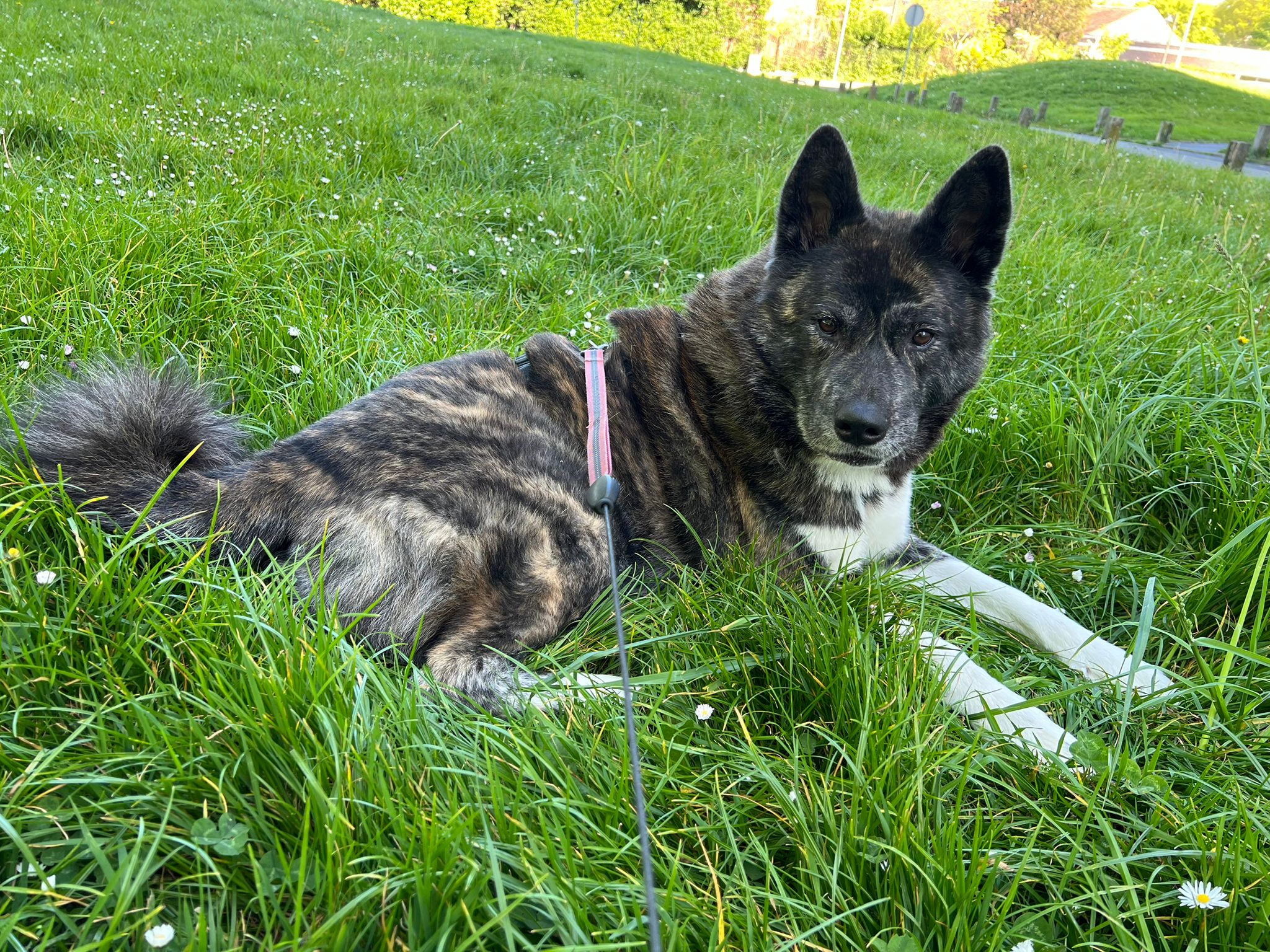 akita solitude